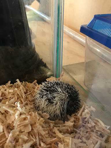 Acuario y Tienda de mascotas “Amiguitos “. - Thumbnail