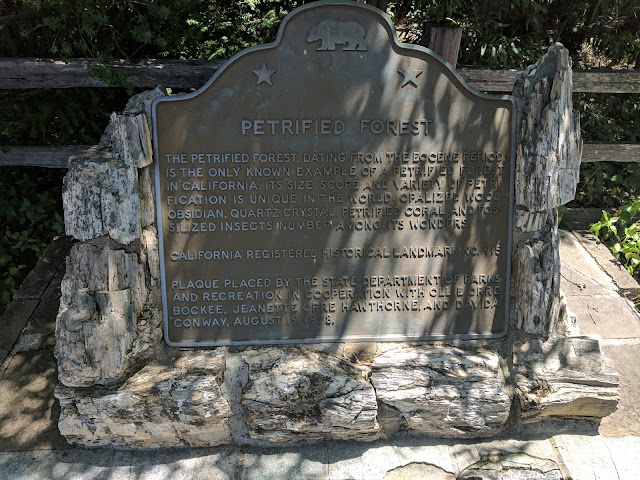 The Petrified Forest