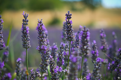 Provans - Day Tours from Avignon