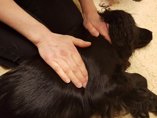 Vet Physio: K9 rehabilitation Sarah Long - Thumbnail