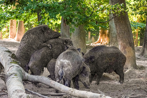 Sababurg Zoo - Thumbnail