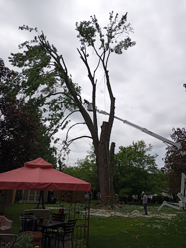 Tree Pros - Thumbnail