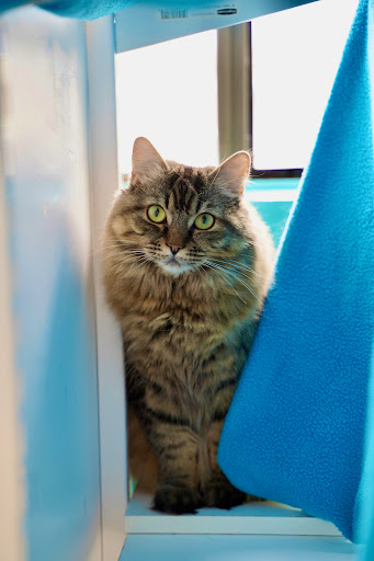 The Pet Spot Veterinary Hospital Gallery - United States