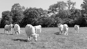Photo n°2 de Les Bouchers Berrichons à La Chapelle-Saint-Ursin (Boucherie-charcuterie)