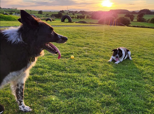 Wag&Run - Thumbnail