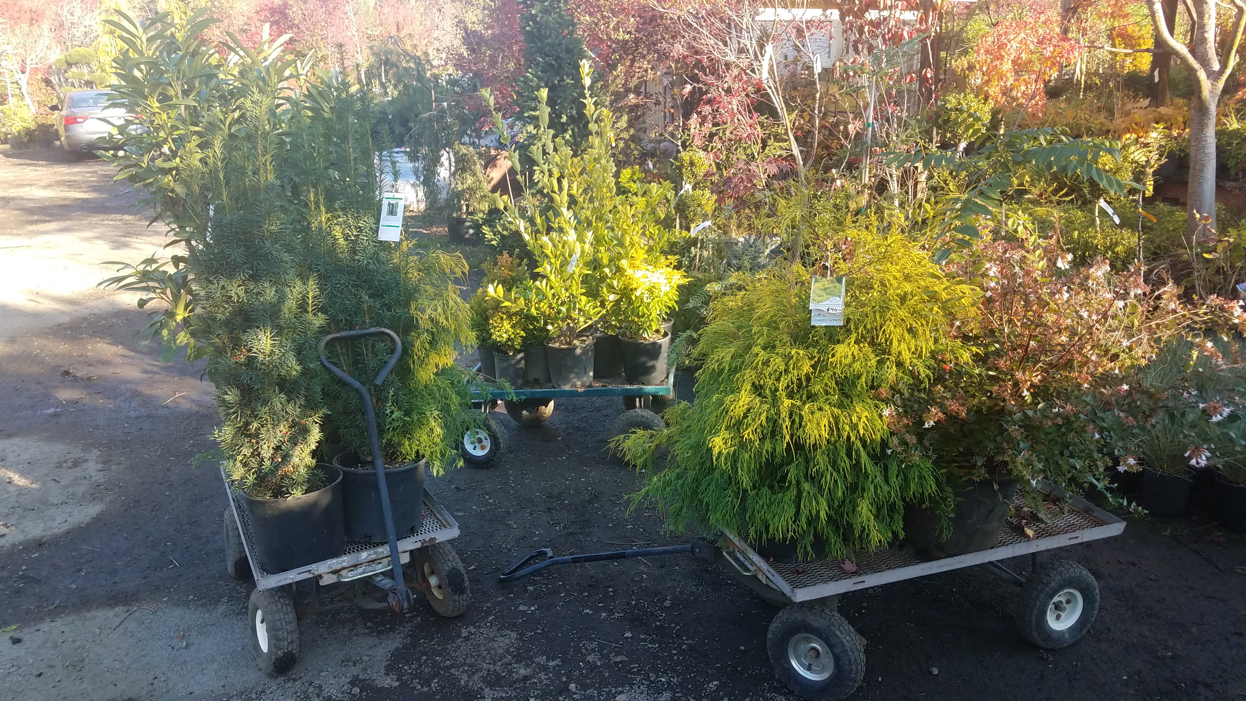 Karam Nursery
