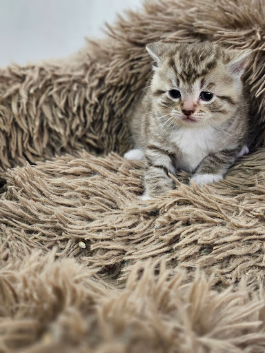 Animalerie Cartierville Pet Store - Thumbnail