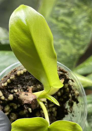 Green&white_plants - Thumbnail
