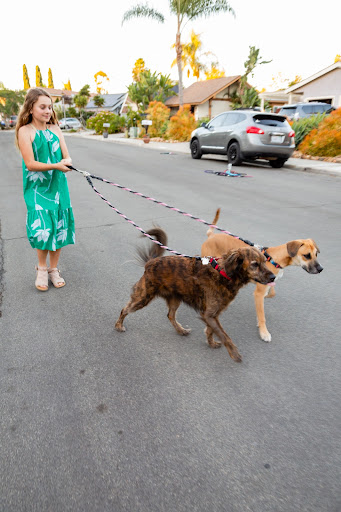 Pet Walker Plus - Thumbnail
