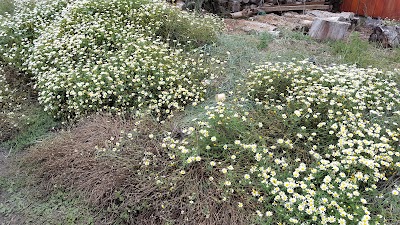 Photos of Rancho Costero