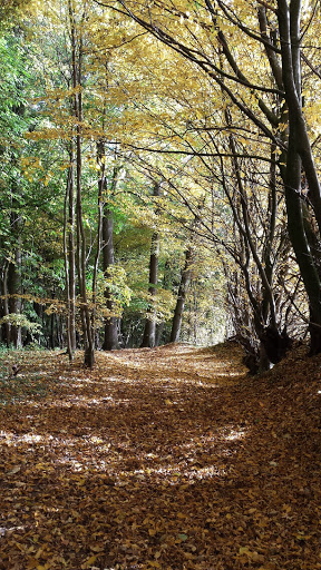 Spechserholz