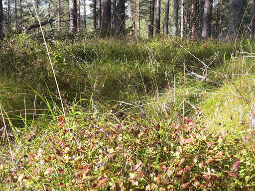 Friluftsframjandet Bålsta