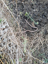 Photo n°3 de La ferme en pagaille à Trévillach (Maraîcher)