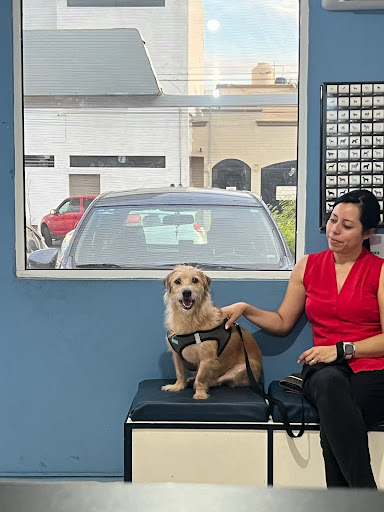 Clinica Veterinaria Santa Clara