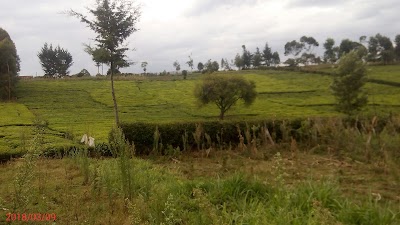 Photos of GACHIBA TEA PLANTATION
