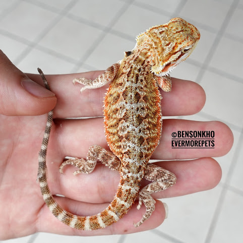 Evermore Pets by null