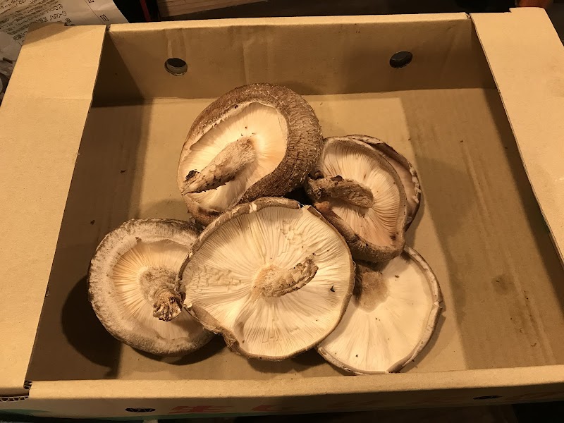 焼き鳥 鳥兆 (本店)