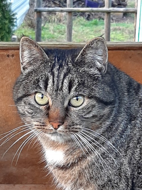 Tadaravos malūno liekanos