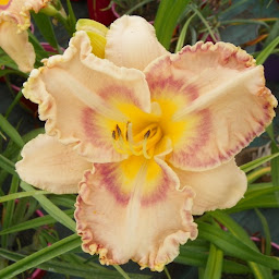 Photo n°7 de Plants & Bio à Chemillé-en-Anjou (Ferme bio)