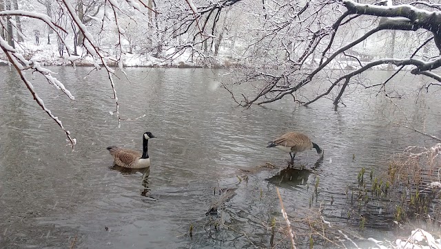 The Lake Viewing Area