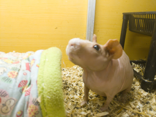 Animal Cross - Thumbnail