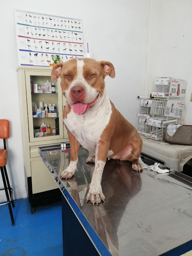 Centro Veterinario Coatitla