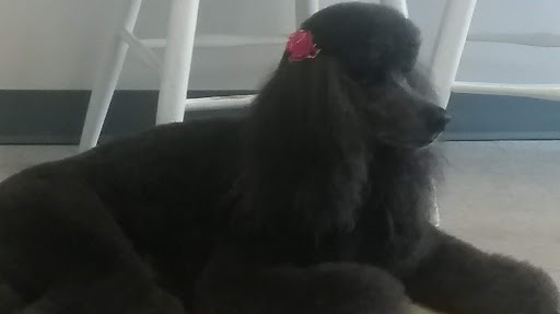 Posh Pups - Visual
