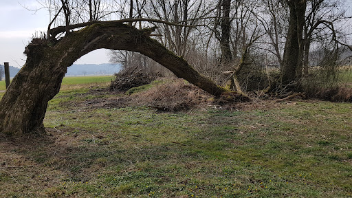 Heilige Eiche - Visual