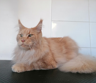 Comme Chien et Chat
