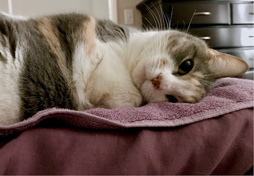 Verde Valley Roaming Vet Services - Thumbnail