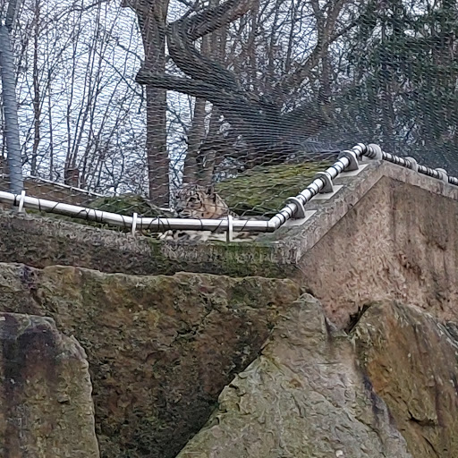 Schneeleopard - Visual
