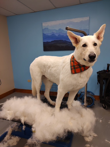 Petz Best Friend Grooming