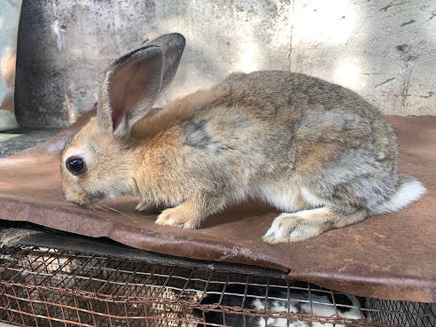 Lord’s Rabbit Farm by null