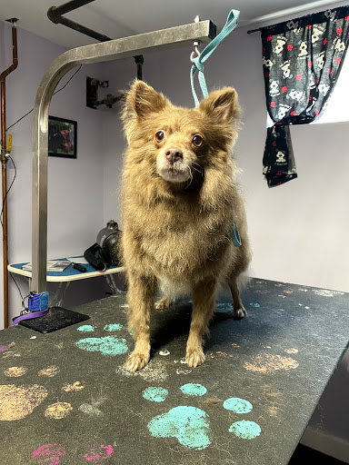 Louie's Barker Shop - Thumbnail