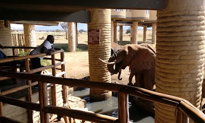 Photos of Sarova Salt Lick Lodge