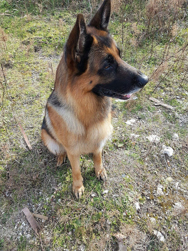 Ambulatorio Veterinario Dott. Francesco Gifuni
