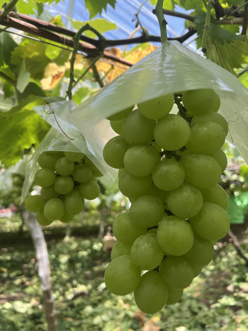 金光農園 森口農園