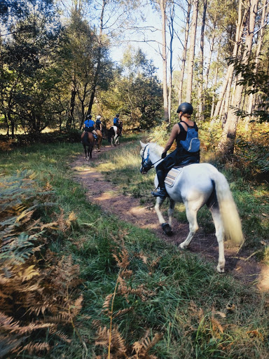 Photo de Écurie du Breizh-Pinto - Centre de Bien-être Équin - Humain - Canin - à Guilliers (56490)