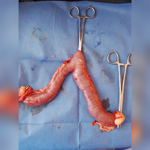Servicio Médico Veterinario
