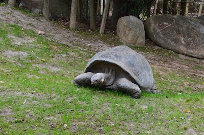 Tortoise Park