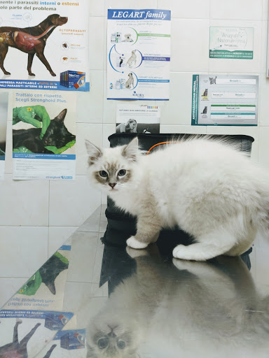 Ambulatorio Veterinario Cellamare - Thumbnail