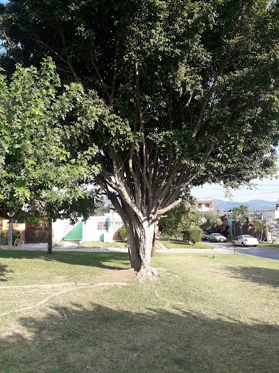 Photos of Arbol Viejo