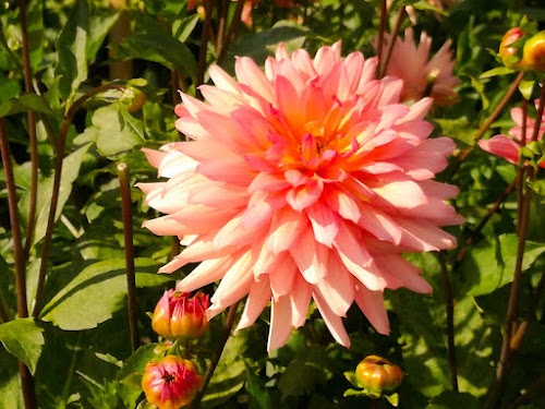 Latvian University Botanical Garden