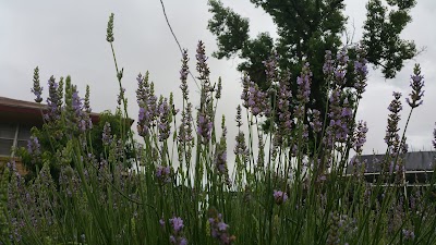 Lavender Valley Acres