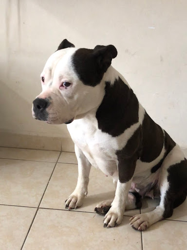 veterinaria cosmopolis