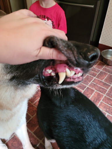 Bingo's Barkery & Pampered Pups Salon LLC - Thumbnail