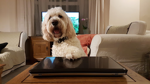 Oh My Dog Needs Grooming - Thumbnail