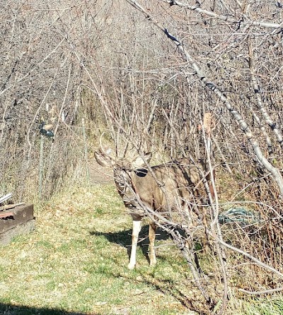 Hardy Bridge