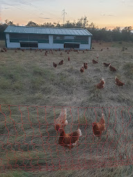Photo n°26 de La ferme avicole sigeannaise à Sigean (Élevage de volailles)