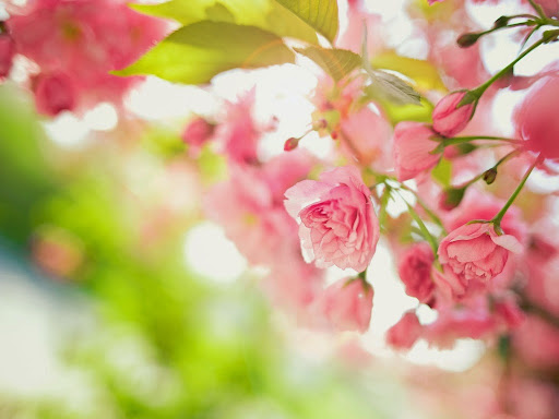 Idaho Flower Company